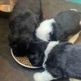 Newfoundland and Shih Tzu Puppies from Grand Meadow Newfoundlands