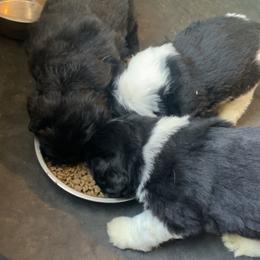 Newfoundland and Shih Tzu Puppies from Grand Meadow Newfoundlands