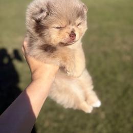 Pomeranian puppies from Summer Set Poms