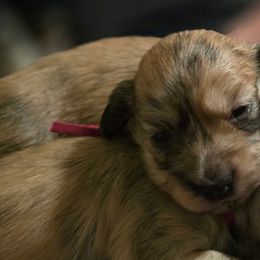 Dachshunds from Wonder Weenies