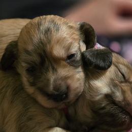 Dachshunds from Wonder Weenies