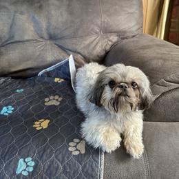 Misty - Shih Tzu
