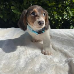 Oscar - Piebald male Dachshund puppy in Temecula, California from Naomi Magee's Dachshund Kennel
