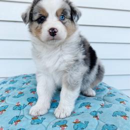 Spritz - Blue merle female Australian Shepherd puppy in Kearney, Nebraska from Helix Aussies