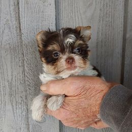 Boy 3 - Parti male Yorkshire Terrier puppy in Jamestown, Tennessee from Green Ridge