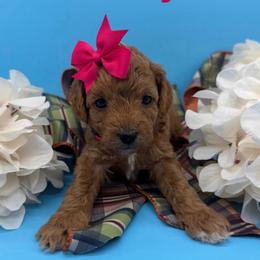 Jersey - Pink Collar - Apricot female Goldendoodle puppy in Cape Coral, Florida from Nay Nays Mini Doodles
