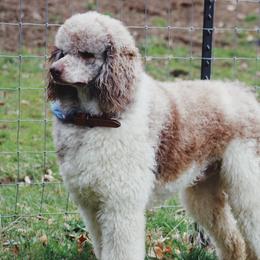 Coco - Sheepadoodle