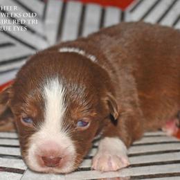 Cheer - Red tri female Miniature Australian Shepherd puppy in Patterson, North Carolina from DreamLine Aussies