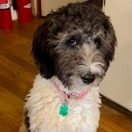 Bernedoodle and Goldendoodle Puppies from A.N.A. Doodles