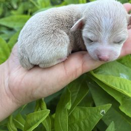 Pax - Fawn female Chihuahua puppy in Delaplane, Virginia from CMW Interstellar Kennel