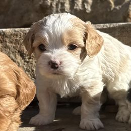 XMAS DELIVERY  KIPPER - Blenheim male Cavapoo puppy in Draper, Utah from Cavachon Love Chocolate Cavaliers, Cavaliers, Cavachon’s, Cavapoos