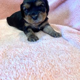 Girl 4 - Black and tan Cavalier King Charles Spaniel puppy in St. Cloud, Minnesota from Embricks Cavaliers