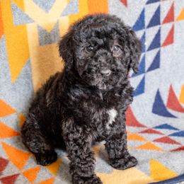 Poodle Puppies from Switzer Poodles