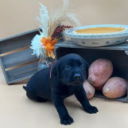 Pink - Black female Labrador Retriever puppy in Heath Springs, South Carolina from Rich Hill Retrievers