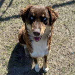 Ellie - Australian Shepherd