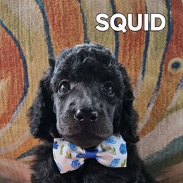 Squid - Blue female Poodle puppy in St. James City, Florida from P.I. STANDARD POODLES