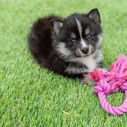 Pe Pe - Black and white male Pomsky puppy in Spring City, Pennsylvania from Pomsky Power Puppies