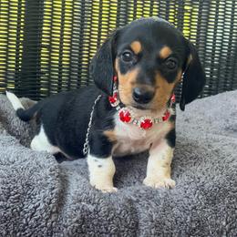 Pepper - Piebald female Dachshund puppy in Choccolocco, Alabama from Ace’s Doxies
