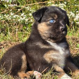 MB.BTF - Black tri female Miniature Australian Shepherd puppy in Deer Lodge, Tennessee from KSH Aussie Haven