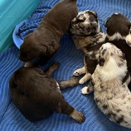 Aussiedoodles from Zare Aussiedoodles