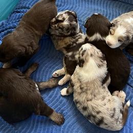 Aussiedoodles from Zare Aussiedoodles