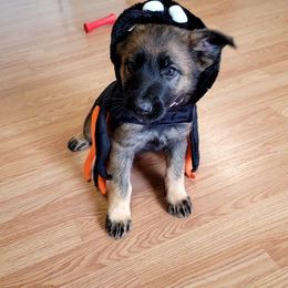 Vera - Sable female German Shepherd puppy in Winchester, Kentucky from Del Lago Canine Center