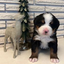 Pink Girl - Black rust and white female Bernese Mountain Dog puppy in Oakley, Idaho from Purple Sage Puppies Bernese Mountain Dogs