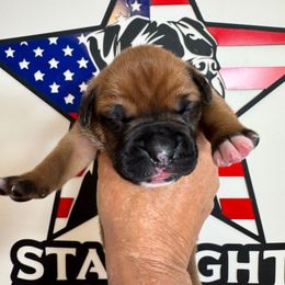 Girl - Fawn female Boxer puppy in Palm Coast, Florida from Starlight Boxer Corner