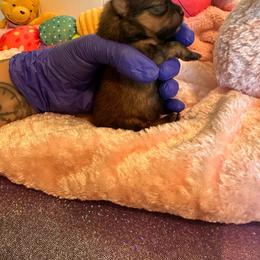 MAPLE - Orange sable female Pomeranian puppy in Childersburg, Alabama from A Sample Of Gods Love Kennels