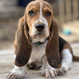 Basset Hound Puppies from Heather's Happy Hounds