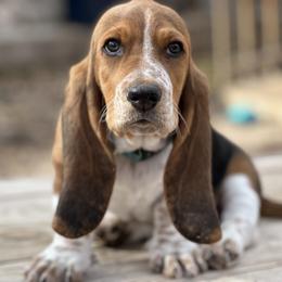 Basset Hound Puppies from Heather's Happy Hounds