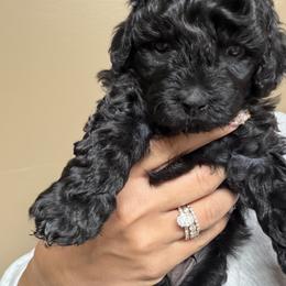 Goldendoodle puppies from Posh Paws Puppies