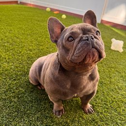 Maya - French Bulldog