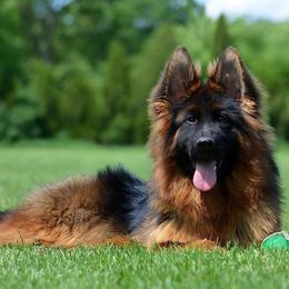 Zagorica - Black and red female German Shepherd puppy in Herrick, South Dakota from Dakota Shepherds Kennels