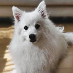 Shiro - Japanese Spitz