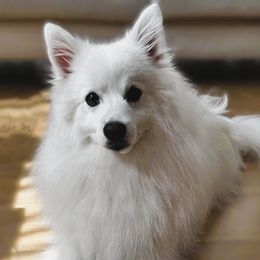 Shiro - Japanese Spitz