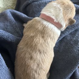 Pink girl - Red female Pembroke Welsh Corgi puppy in Largo, Florida from Nauti Corgi’s