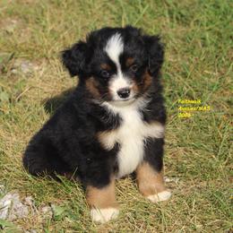 Howzer - Blue merle male Miniature American Shepherd puppy in Hillsdale, Michigan from Faithwalk Aussies and Mini American Shepherds