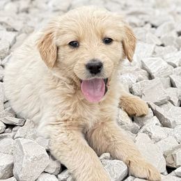Goldie Boy - Cream male Goldendoodle puppy in Billings, Montana from Rising Star Doodles