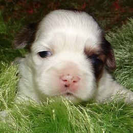 AKC MAISI - Parti Lhasa Apso puppy in Fort Washington, Maryland from GyanGanj Lhasa Apso