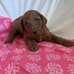 Rose - Red  female Poodle puppy in Mount Vernon, Illinois from AMC Poodles