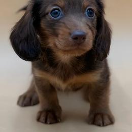 Penny - Chocolate and tan female Dachshund puppy in Porterville, California from Desert Dynasty