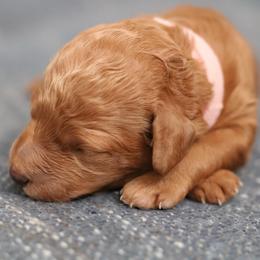 Goldie - Red  female Poodle puppy in Laveen, Arizona from Nystrom Clan Pups