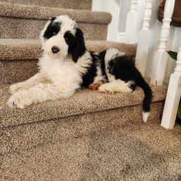 Dolores - Gray and white female Sheepadoodle puppy in Lehi, Utah from Iroz doodles