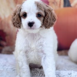 Aussiedoodle and Cavapoo Puppies from Pawsome Aussie Doodles and Oodles