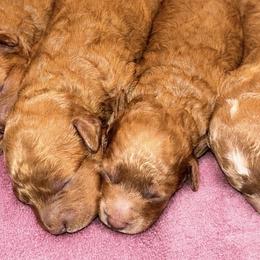 Goldendoodles from Lorel Bryant