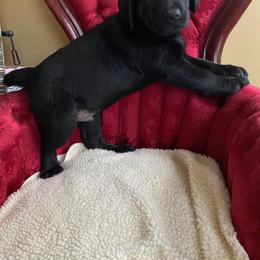Boy 1 - Black male Labrador Retriever puppy in Maynardville, Tennessee from Three Bears Labradors