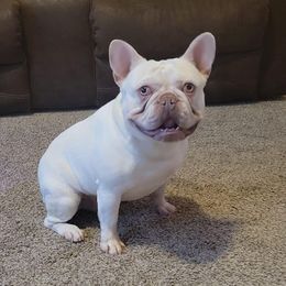 Doom - French Bulldog