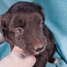 Lugosi - Black Miniature Australian Shepherd puppy in Cleveland, Ohio from Double Moon