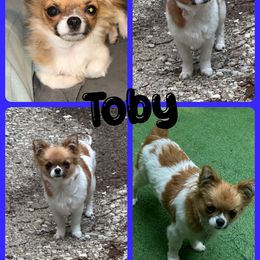 Toby - Chihuahua
